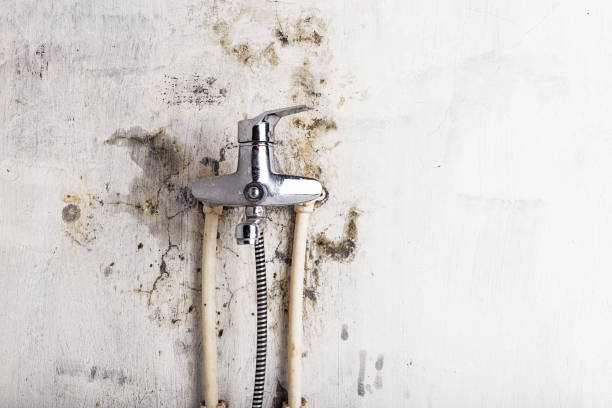 Best Insurance-Related Mold Remediation in Maxton, NC
