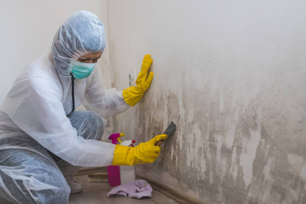Best Health and Safety Mold Remediation in Maxton, NC