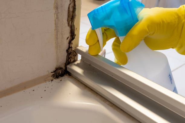 Trusted Maxton, NC Mold Remediation Experts