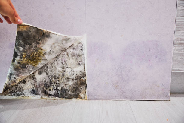 Best Post-Flood Mold Remediation in Maxton, NC